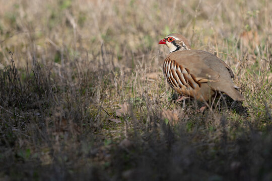 Red-legged Partridge profile, wild bird walking through dry grass.