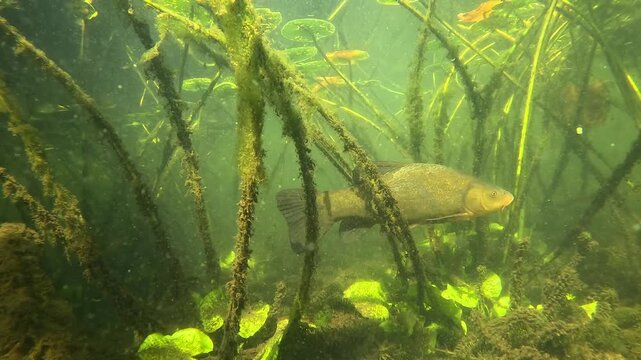 Underwater view of a tench &ndash; Tinca tinca &ndash; slowly crossing a dense field of water lily stems in a freshwater lake, discreet and fluid movement within natural vegetation.