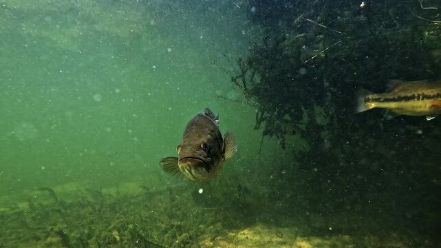 Ultra realistic underwater close up of a black bass &ndash; Micropterus salmoides &ndash; staring directly at the camera, frontal view revealing eyes and mouth details, calm and curious freshwater behavior. 
