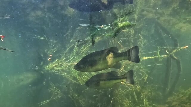 Low angle underwater view of a static black bass pair &ndash; Micropterus salmoides &ndash; suspended beneath the lake surface, their bodies reflected like a mirror above.