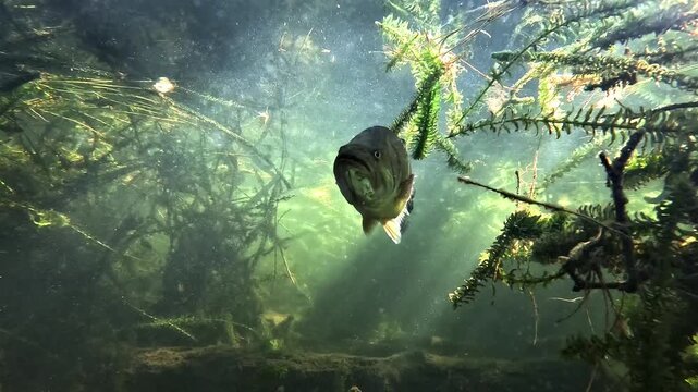 Ultra close underwater view of a black bass &ndash; Micropterus salmoides &ndash; approaching face camera, detailed mouth and bright reflective eyes visible, calm and curious freshwater behavior. Filmed in France