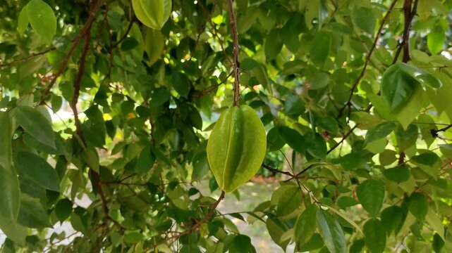 Unripe green starfruit (Averrhoa carambola) hanging naturally from a tree branch in a tropical garden with lush green foliage in the background. Perfect for themes related to agriculture and botanical