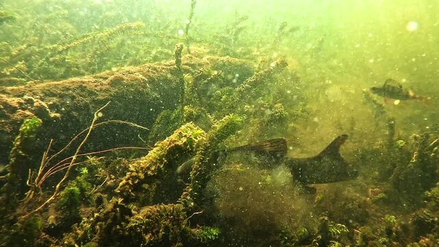 Underwater view of a tench &ndash; Tinca tinca &ndash; using its distinctive pink mouth to forage in sandy substrate, stirring sediment before suddenly fleeing, typical cautious freshwater behavior. 
