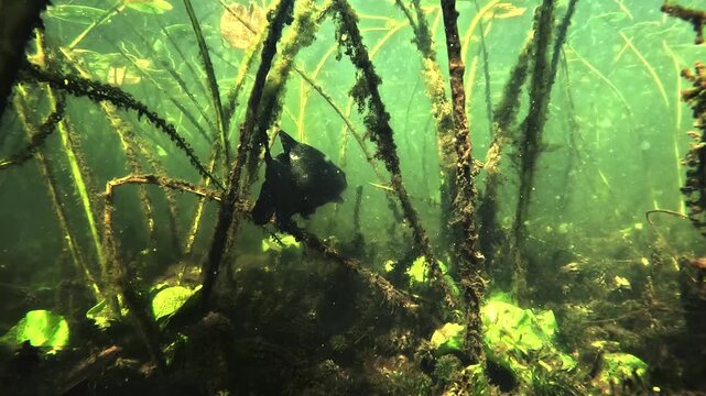 Underwater view of a tench &ndash; Tinca tinca &ndash; swimming slowly among water lily stems in a freshwater lake, calm and discreet behavior in natural vegetation. Filmed in France. 