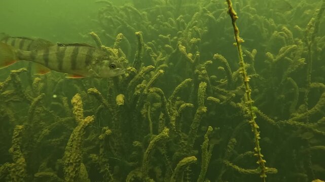 Underwater view of two European perch - Perca fluviatilis - swimming calmly side by side among aquatic vegetation, natural freshwater behavior in green water. 