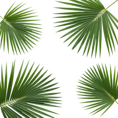 Obraz premium four clusters of pristine, hyperdetailed emerald green tropical coconut palm fronds, flat lay on a transparent background with soft lighting and large central copy space, concept for tropical elegance