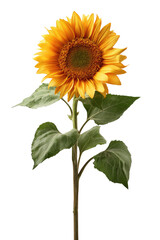 A single sunflower stands tall against a black background.  Bright yellow petals surround a dark brown central disc.  Green leaves emerge from a slender stem
