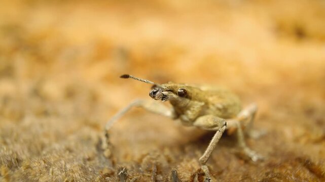 Close-up of Sitona (Charagmus gressorius), a weevil native to Europe in its natural enviroment