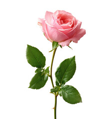 Close-up of a single, vibrant pink rose with lush green leaves, set against a black background.  The rose's petals are a soft, pastel shade of pink, delicately layered.  
