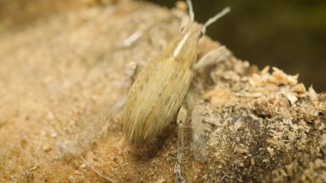 Sitona (Charagmus gressorius), a weevil native to Europe.