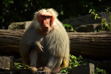 Fototapeta premium Männlicher Nasenaffe (Proboscis Monkey) sitzt im tropischen Regenwald