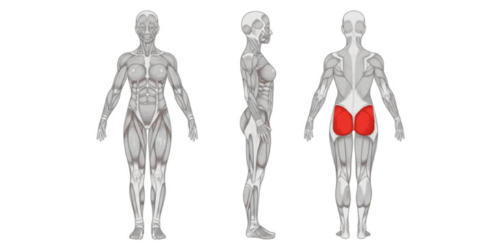 Fitness female muscle anatomy. Slim muscular woman silhouette front, side and back view. Infografic outline scheme poster. Vector illustration.
