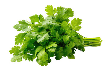 Fresh cilantro bunch, vibrant green leaves, tightly clustered, isolated