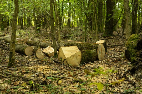 Deforestation and Illegal Logging in Mixed Forest. Felled Trees, Stumps, Timber Piles and Environmental Damage