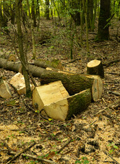 Deforestation and Illegal Logging in Mixed Forest. Felled Trees, Stumps, Timber Piles and Environmental Damage