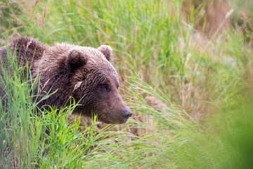 Portrait of Alaskan brown bear in Katmai National Park