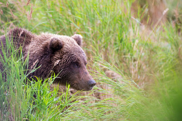 Portrait of Alaskan brown bear in Katmai National Park
