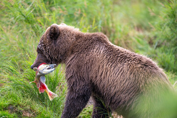 Alaskan brown bear with sockeye salmon