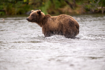Alaskan brown bear standing in Brooks River