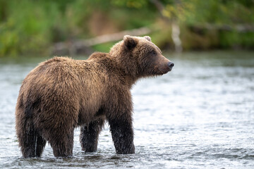 Alaskan brown bear standing in Brooks River