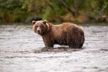 Alaskan brown bear standing in Brooks River