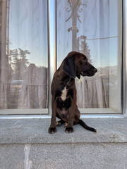 Adorable young black dog standing standing on the window siil