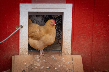 hen at hen house © AGrandemange