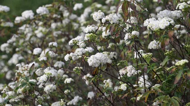 Beautiful Reeve's Spirea (spiraea cantoniensis) flowers.	