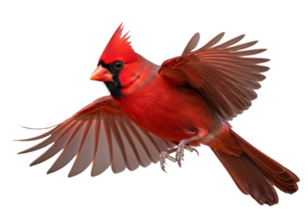 highly detailed male northern cardinal with vibrant crimson plumage, black mask, and orange beak, captured in dynamic mid-flight against creamy bokeh studio lighting. concept of avian beauty and