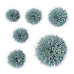 Obraz premium six tightly formed clumps of hyperdetailed blue fescue grass in steel blue-green tones, flat lay studio product shot with no shadows on transparent background, botanical study and commercial design