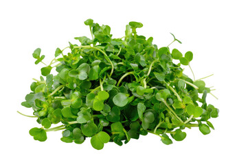 Obraz premium Close-up of fresh, vibrant green microgreens