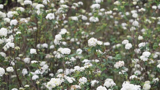 Beautiful Reeve's Spirea (spiraea cantoniensis) flowers.	