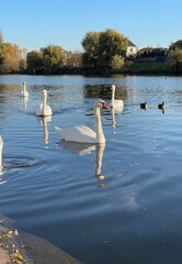 swans on the lake swan, water, lake, bird, nature, animal, white, swans, birds, pond, river, wildlife, swimming, beautiful