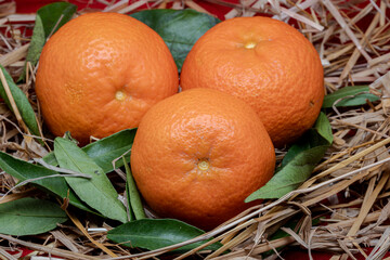 The clementine is a citrus fruit, a hybrid between the Mediterranean mandarin and the sweet orange....
