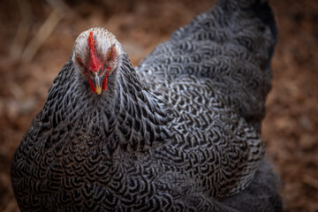 Silver Penciled Plymouth Rock 