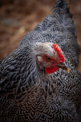 Silver Penciled Plymouth Rock 