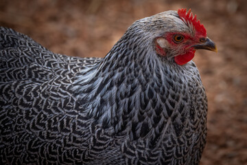 Silver Penciled Plymouth Rock 