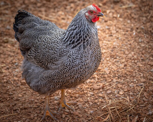 Silver Penciled Plymouth Rock 