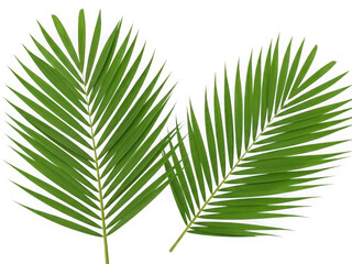 Obraz premium Vibrant green palm leaves isolated on transparent background