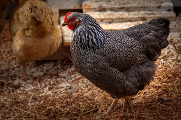 Silver Penciled Plymouth Rock 