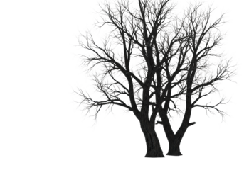 Bare, dark obsidian skeletal trees with severely gnarled branches on a stark white infinity cyclorama for copy space. high-key, shadowless commercial studio shot, concept of eerie winter desolation