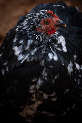 Fototapeta premium rare Mottled Cochin Bantam