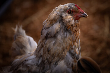 Blue Splash Ameraucana