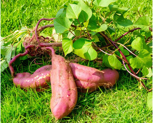 Freshly Harvested Sweet Potatoes with Roots on Green Grass 
