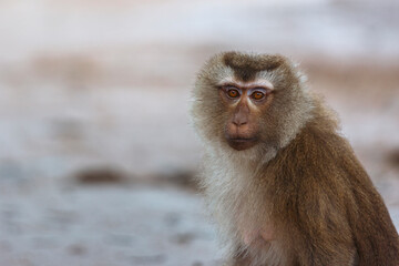Obraz premium Close-up portrait of a macaque monkey with expressive orange eyes and thick fur against a blurred green background