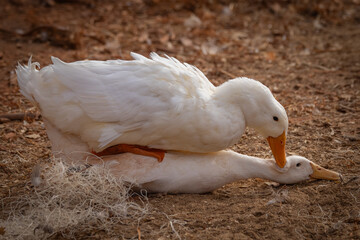 Peking ducks mating