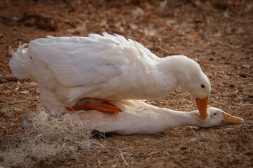 Peking ducks mating