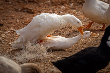 Peking ducks mating