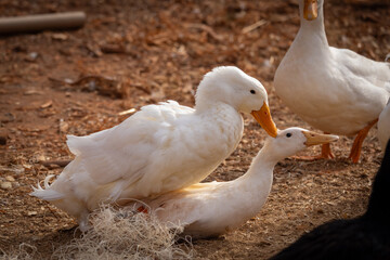 Peking ducks mating