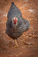 Silver Penciled Plymouth Rock